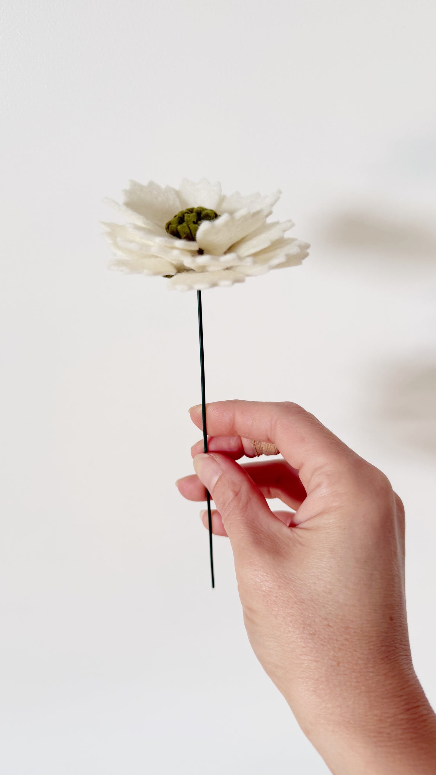 Losse Viltbloem - Scabiosa